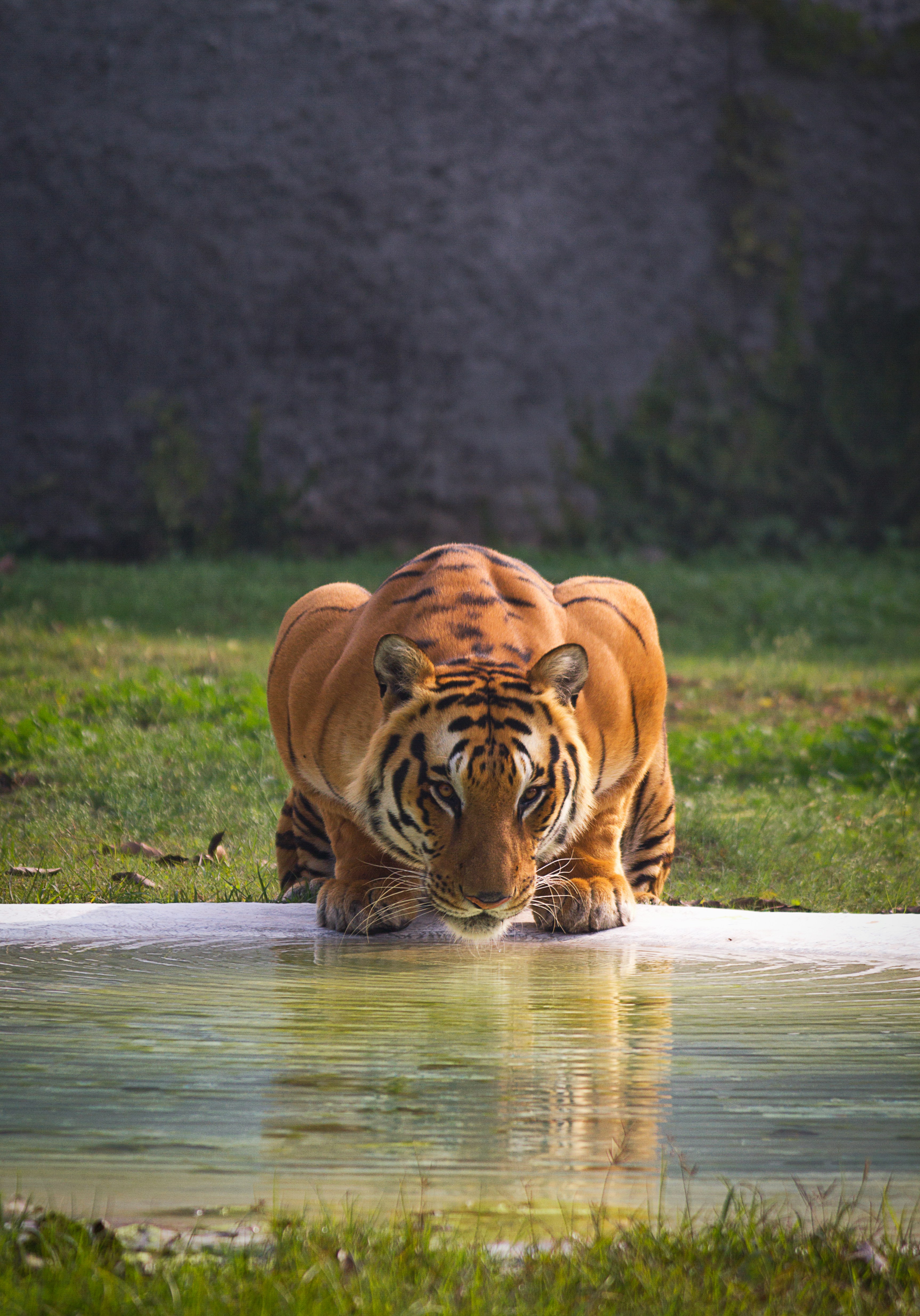 Tiger wildlife photography